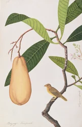 Baya Weber, aus Zeichnungen von Vögeln aus Malakka, ca. 1805-18